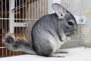 Hogyan készítsünk egy jobb ketrecet a chinchilla számára